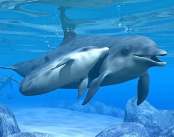 I delfini, alla ricerca del simbolo di Taranto