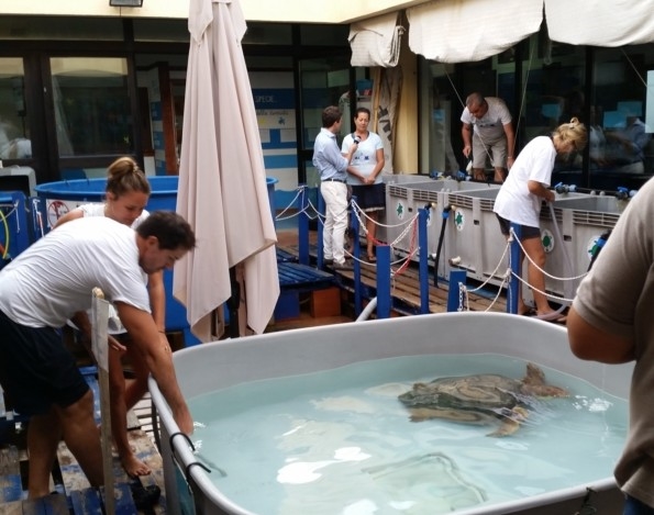 La clinica per tartarughe marine a Lampedusa
