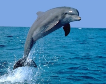 I delfini, alla ricerca del simbolo di Taranto